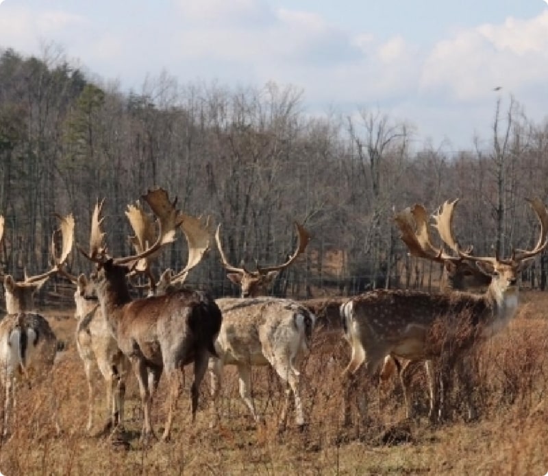 Exotic Hunting