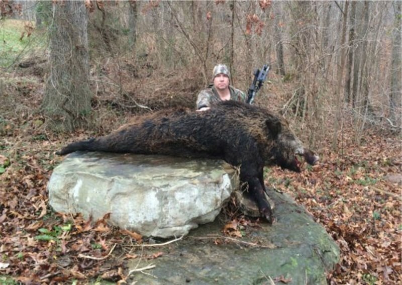 Great Boar Killed By Scott Harmon