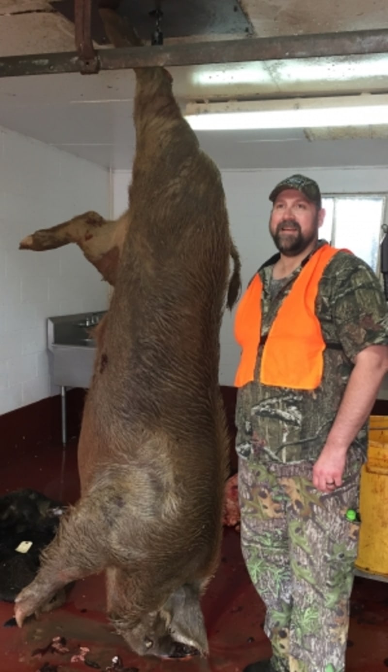 Bow Boar Taken By Jeremy Shoulders