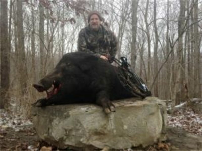 Great Razorback