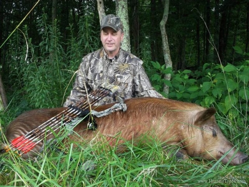 Russian Boar Hunting