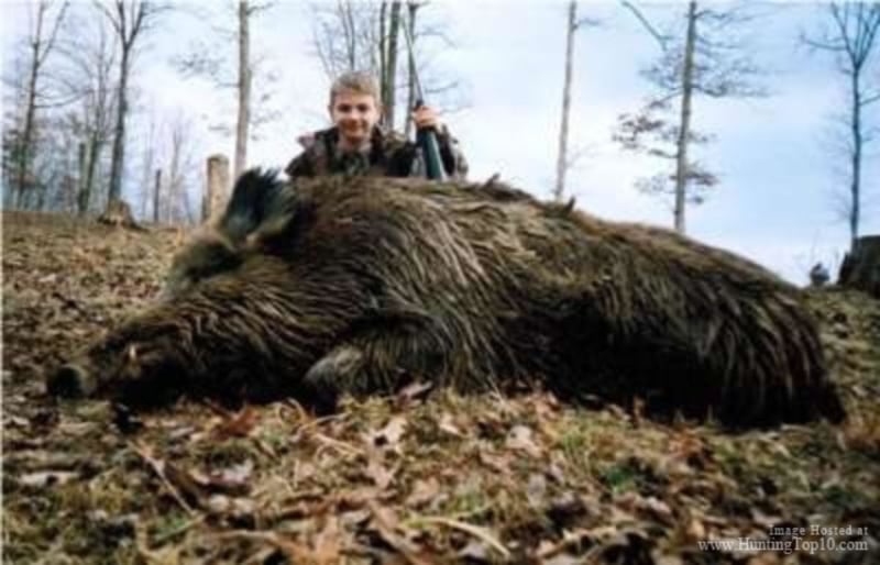 Boar Hunts