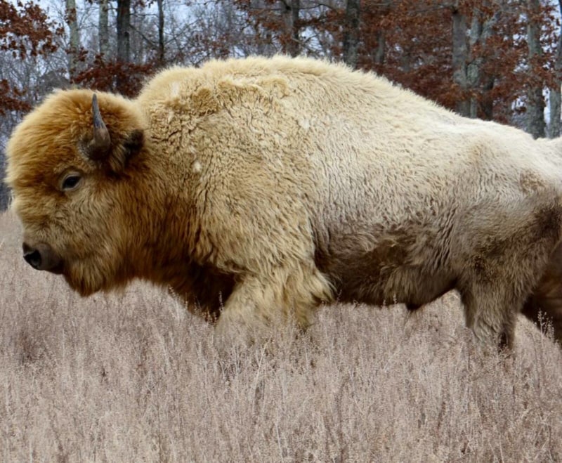 Beautiful White Buffalo