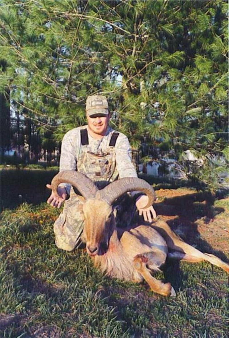 Monster Aoudad