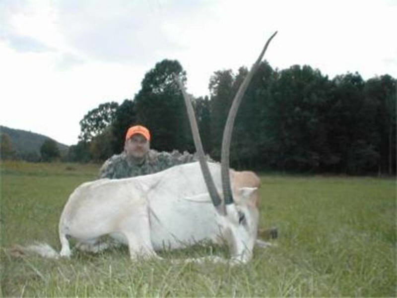Huge Scimitar Oryx