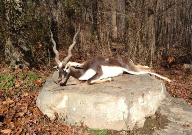 Blackbuck Antelope
