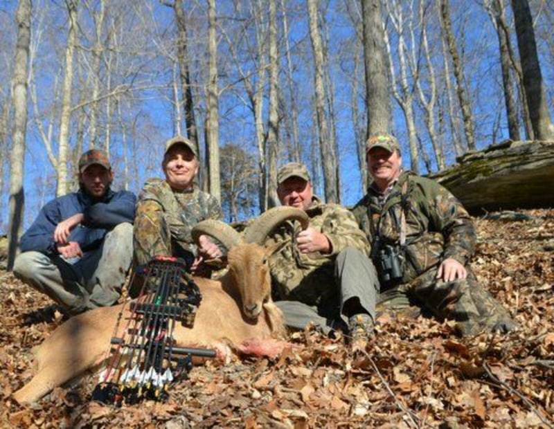 Big Aoudad Barbary Sheep