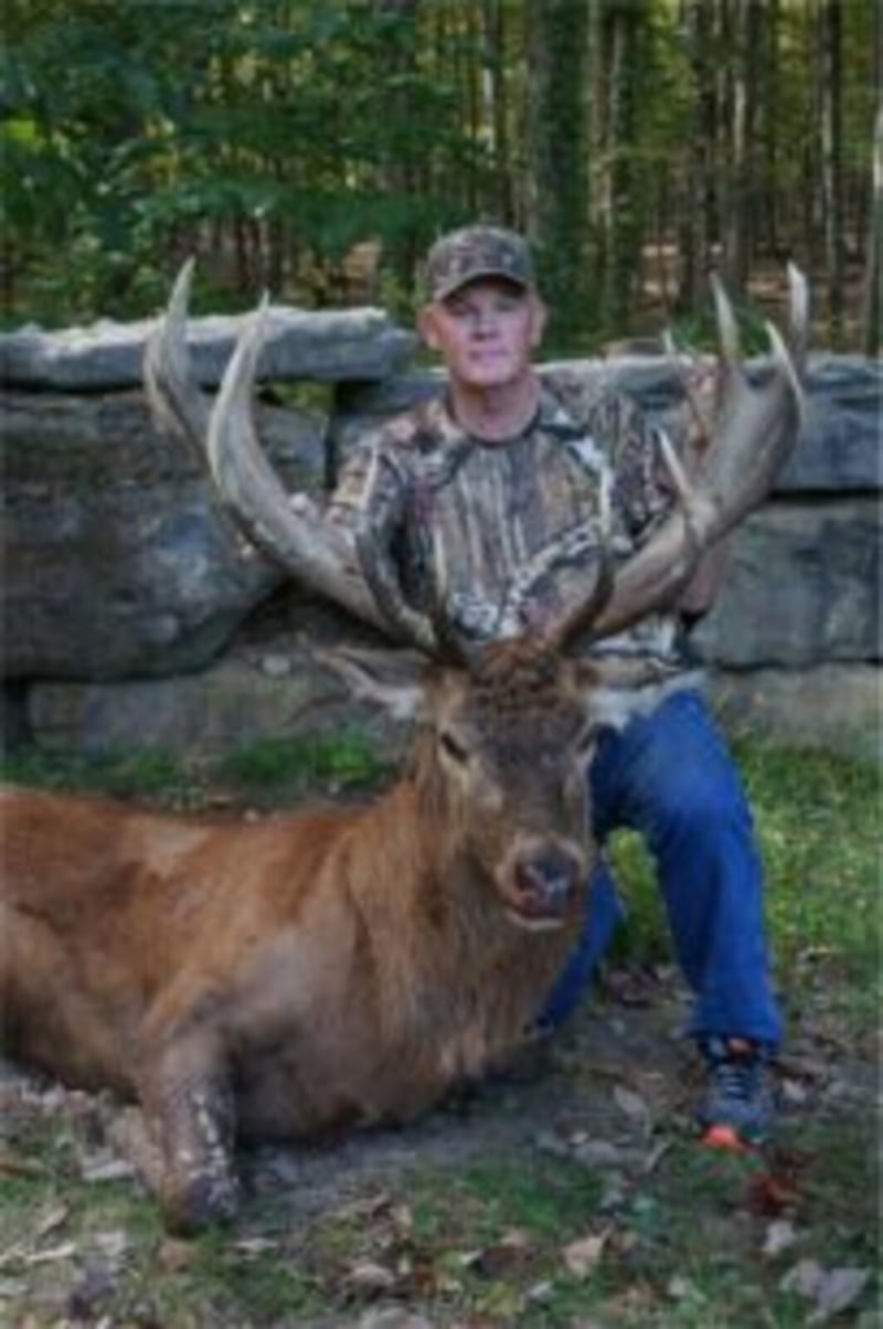 Red Stag Recently Taken At Wilderness