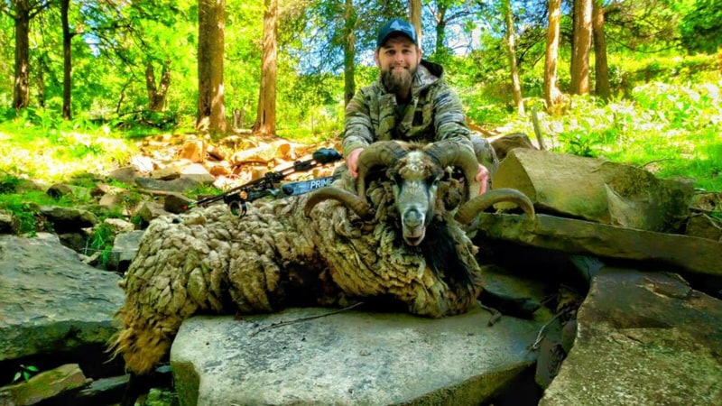Spring Ram Hunt