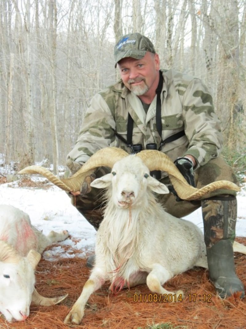 Monster Texas Dall Ram Taken By Robert Busby