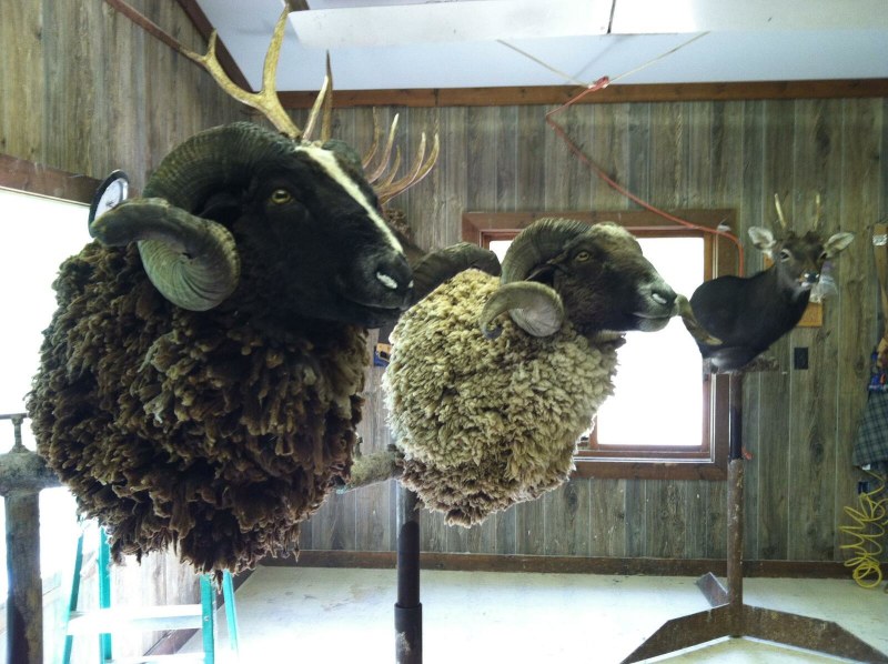 Tennessee Hunting – Taxidermy