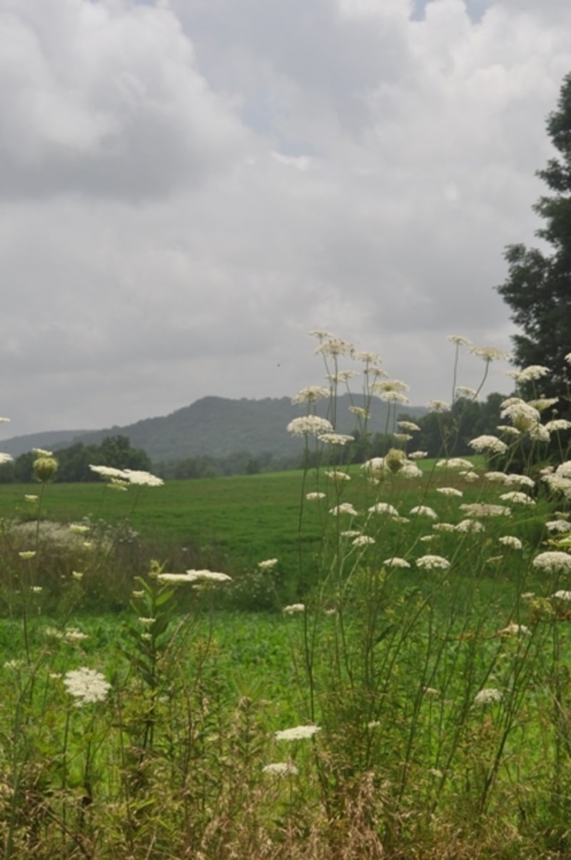 Wilderness Mountain Range