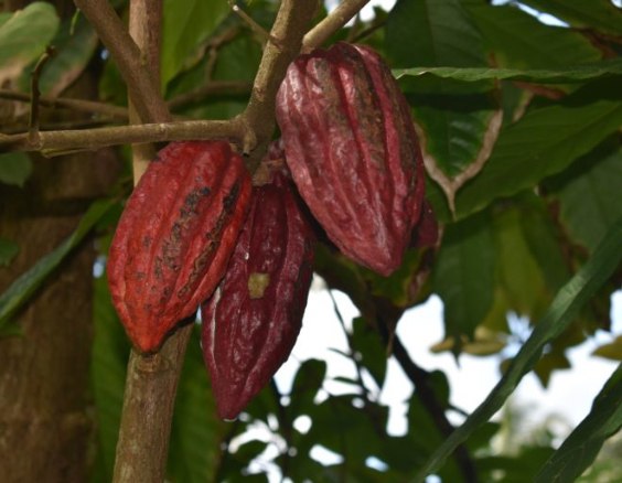 how we help cacao farm mission