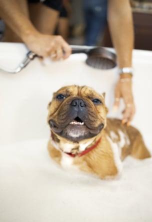 Washing Dog