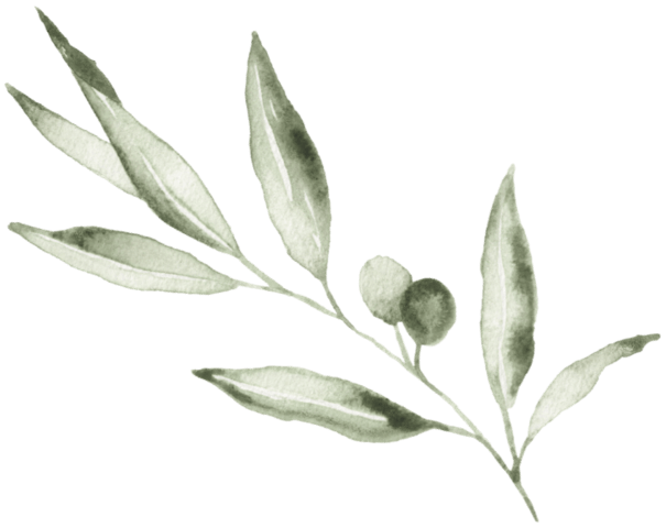 Olive Branch