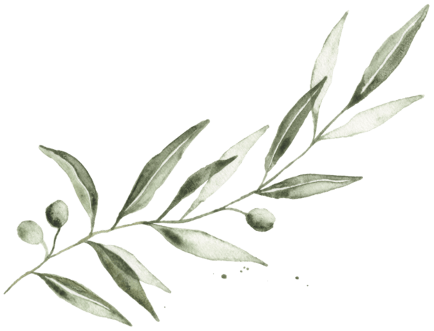 Olive Branch