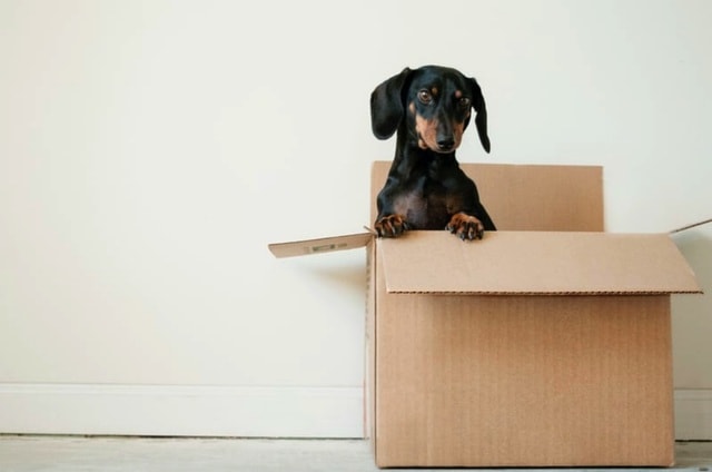 Dog in a Box