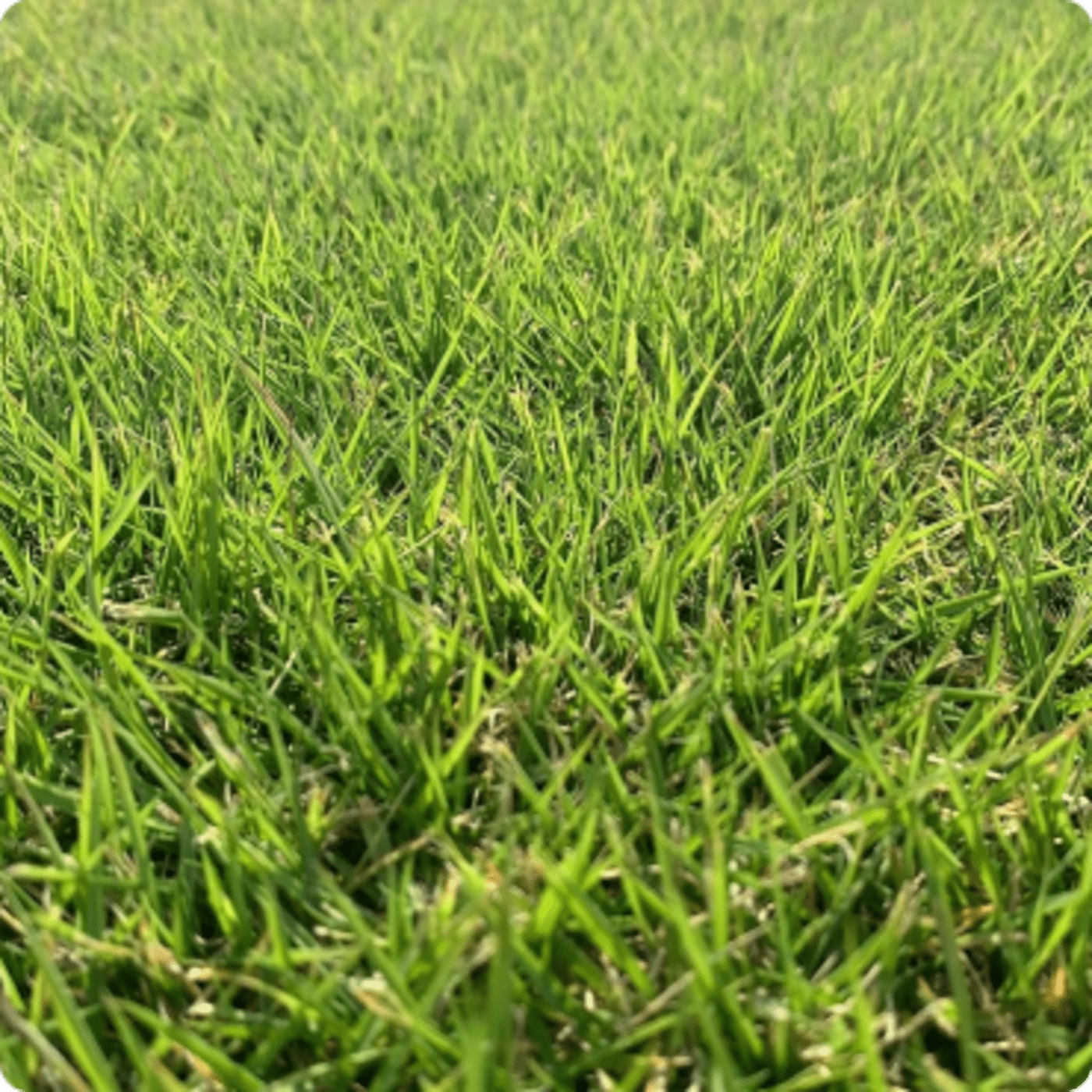 Zorro Zoysia