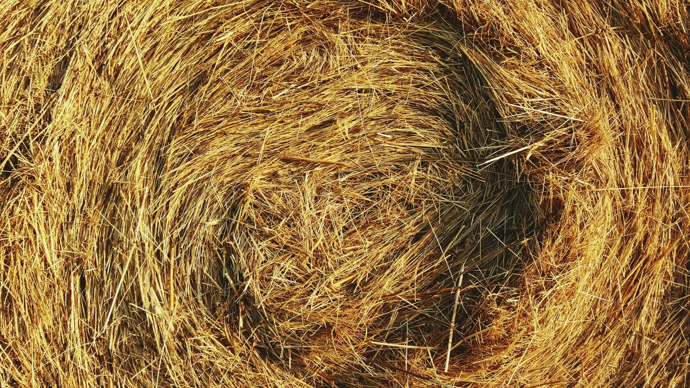 Pine Straw