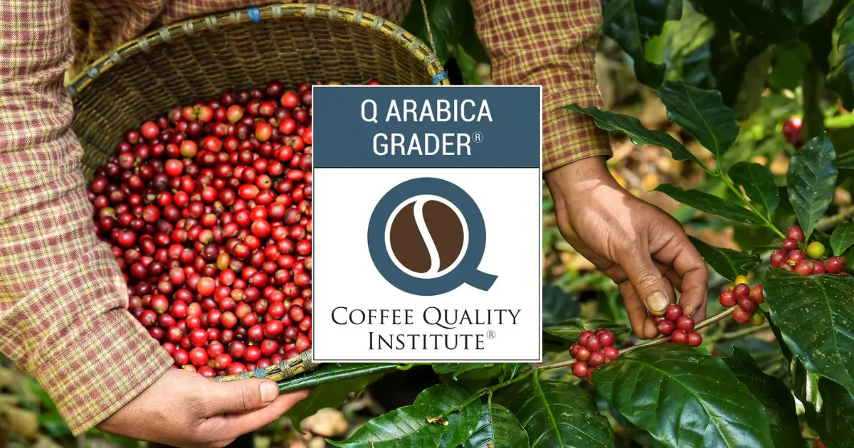 La certificación Q Arabica Grader es una de las más prestigiosas certificaciones en la industria del cafe. Al obtenerla, procuramos compartir los más estándares de calidad en nuestros cursos.