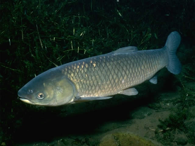 Amur horgászat