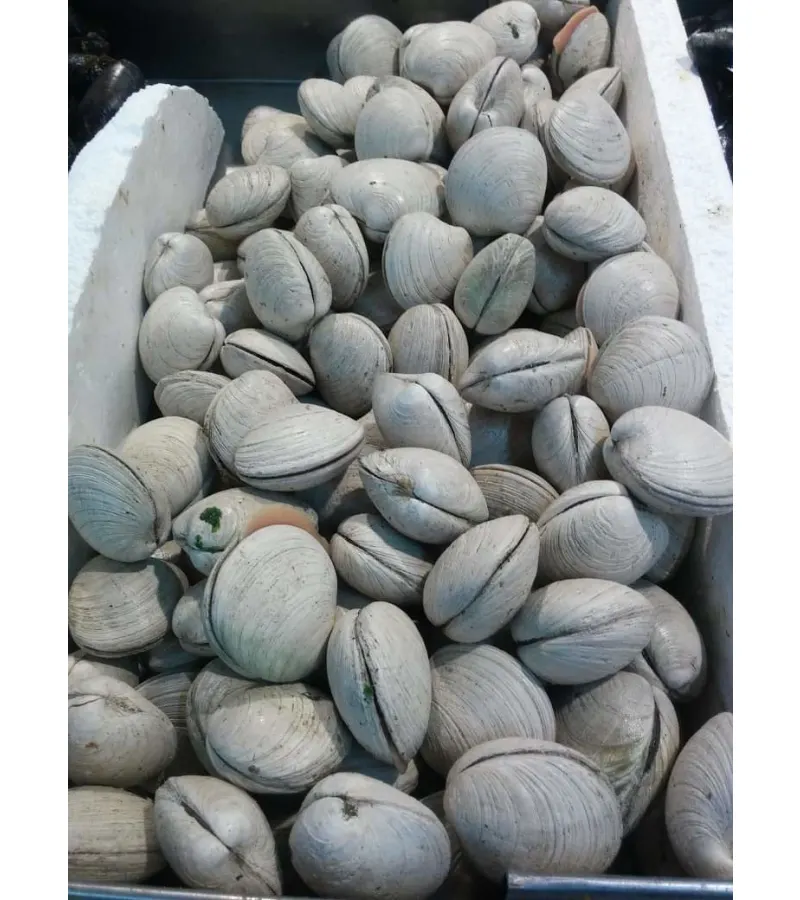 Almejas