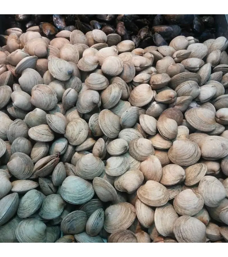 Almejas