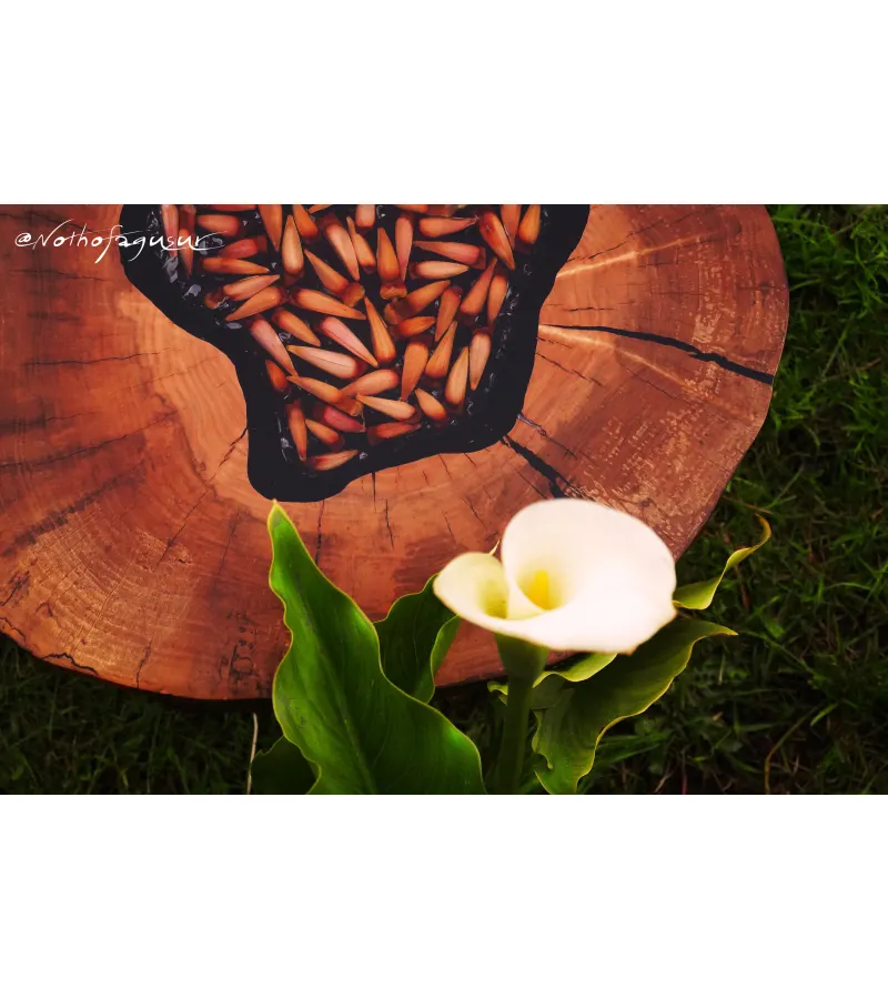 Mesa De Madera Nativa Con Piñones Encapsulados - Nothofagusur 