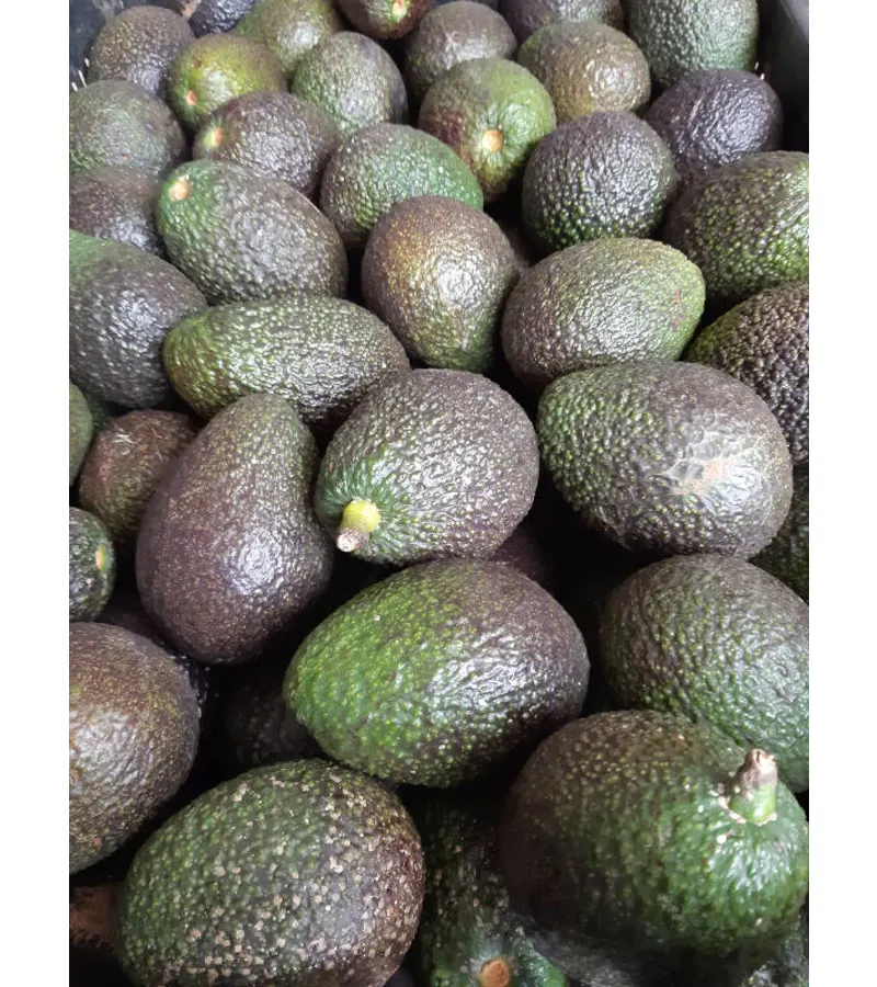 Palta Hass Premium