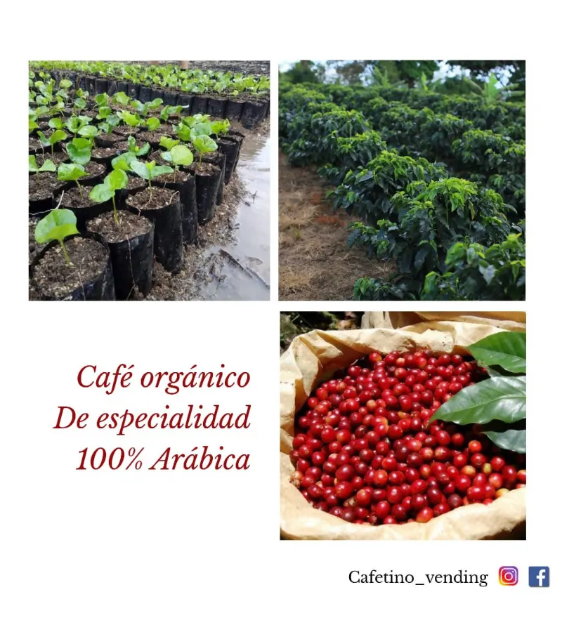 Café Chanchamayo PerÚ Formato 800 G - Orgánico De Especialidad
