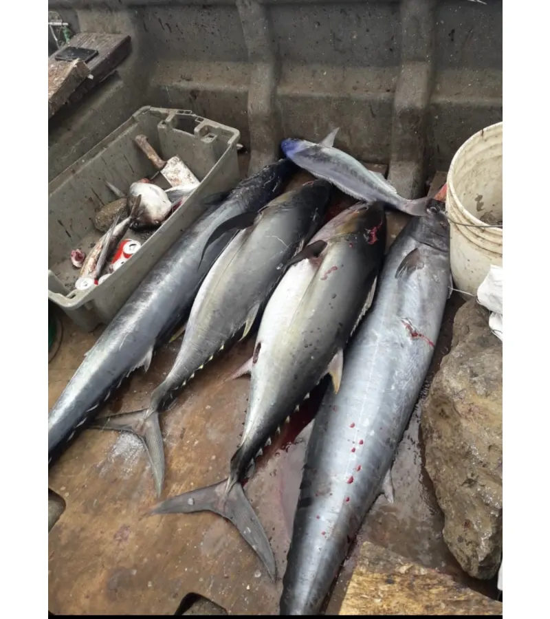 Atun Aleta Amarilla