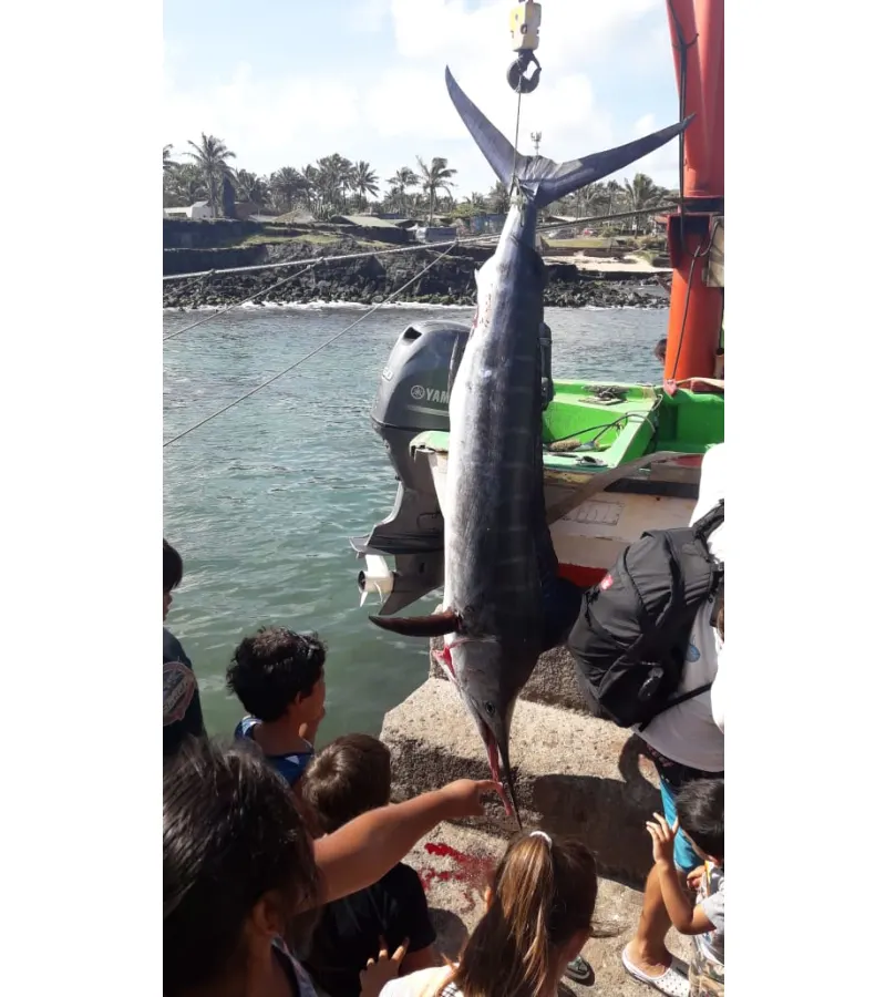 Mahi-mahi, Dorado De Isla De Pascua