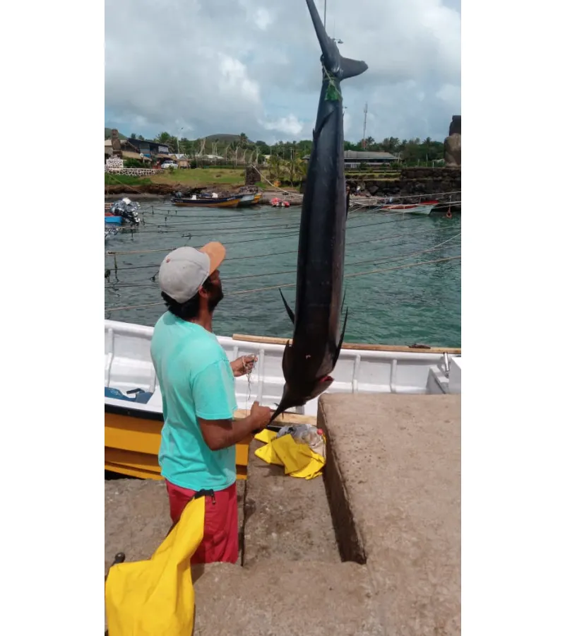 Mahi-mahi, Dorado De Isla De Pascua
