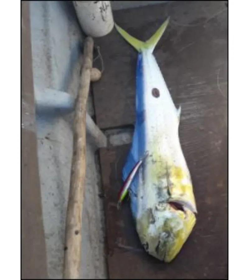 Mahi Mahi