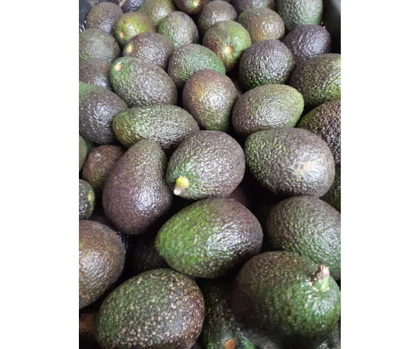 Palta hass premium