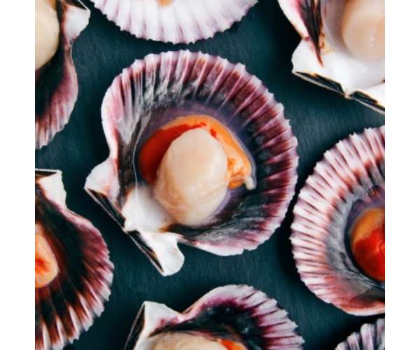 Ostiones Con Coral, Media Concha 1Kg