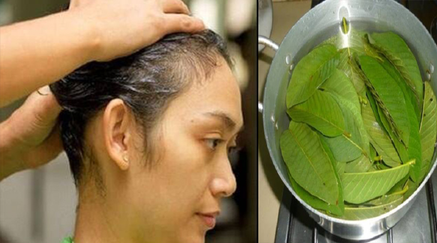 Guava Leaves for Hair Loss