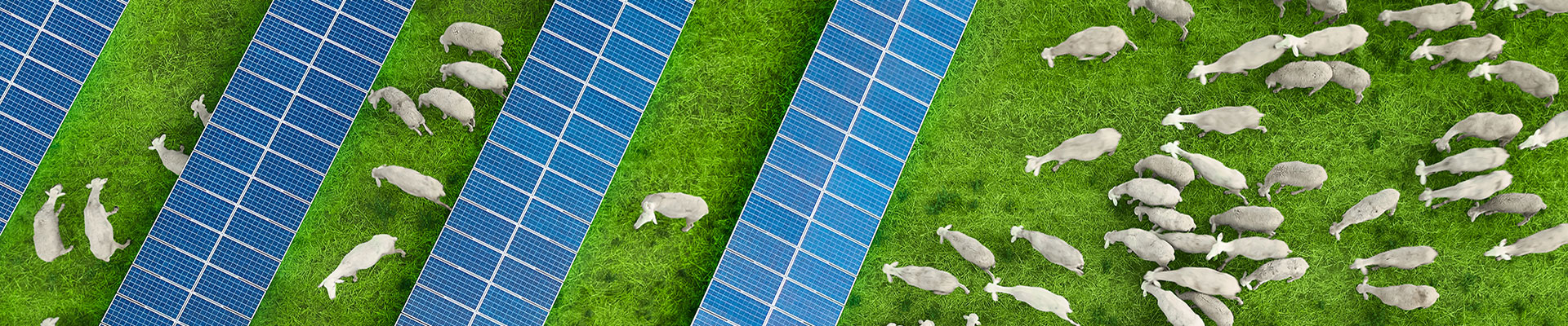 sheep with solar panels