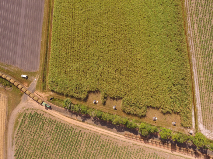 Sugarcane Is A Natural Resource In Which Country Sugarcane Is A Natural Resource In Which Country