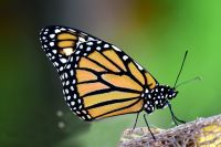 monarch butterfly