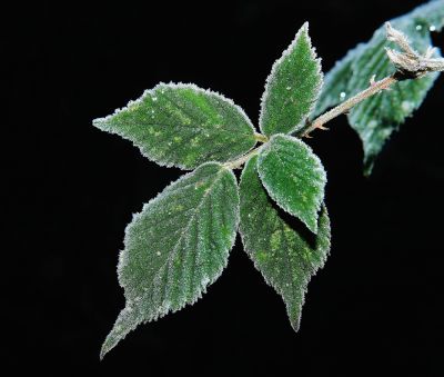 frost on leaves