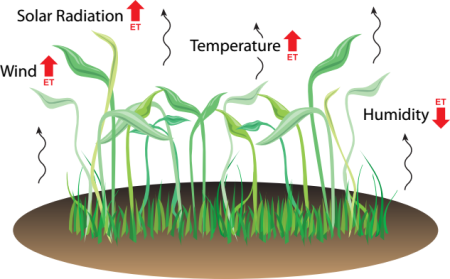 Effects of solar radiation, wind, temperature, and humidity on evapotranspiration