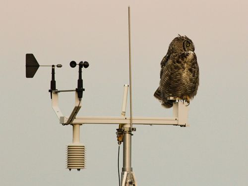 great horned owl on top of a weather station
