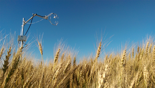 wheat-field-flux-station-2017-winner