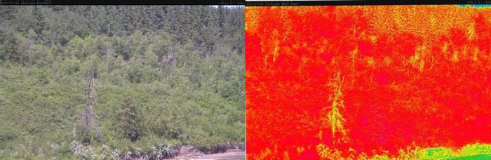 A standard image and NDVI image