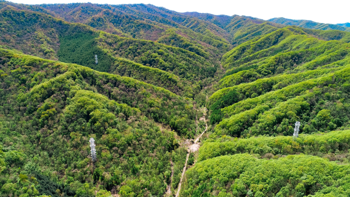 Forest in China