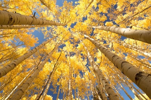 Utah's Best Fall Hiking Trails for Leaf-Peeping Season