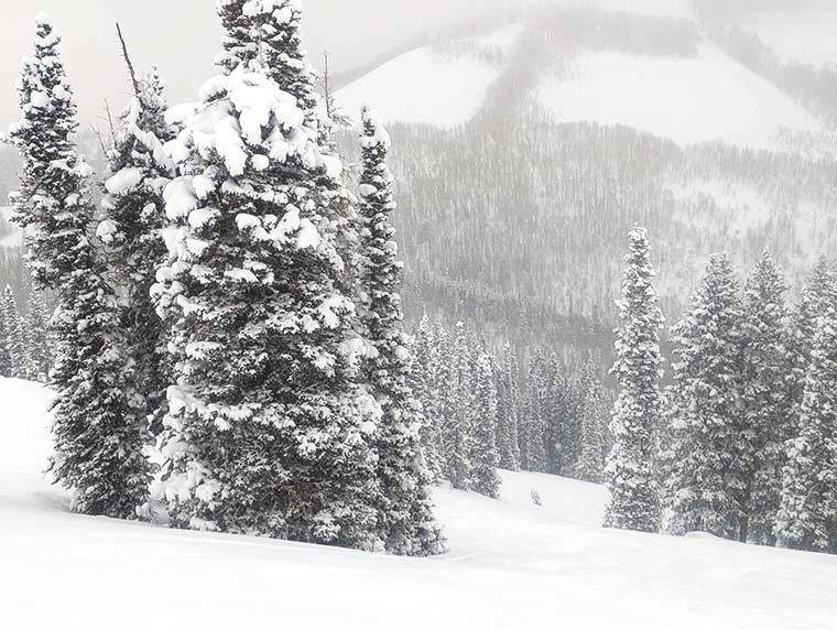 Trees on top of a snow covered ski run called Tom's hill