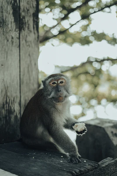 monkey/photo-1654341416429-f7392f5ffe6b_pbhpfj