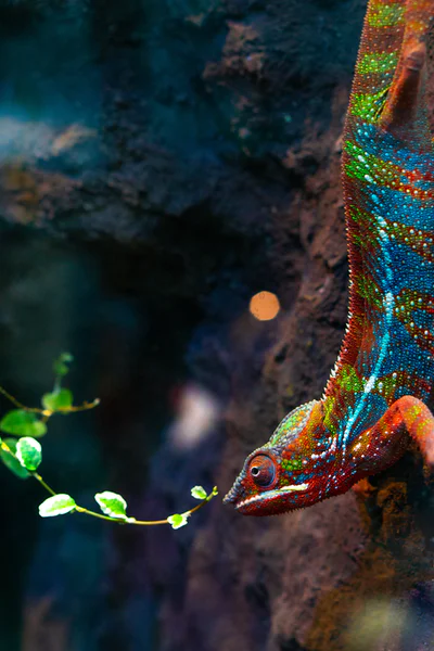 lagarto-color